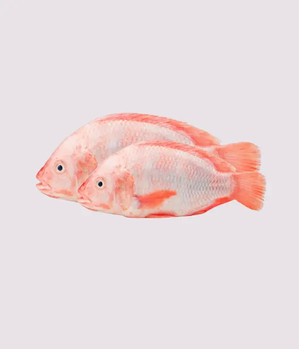 Red-Tilapia